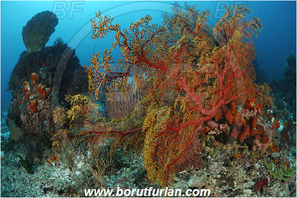 Komodo, Indonesia, Melithaea sp., Melithaea, Melithaeidae, Sea fan, Coral, Anthozoa, Cnidaria, Cnidarian, Reef