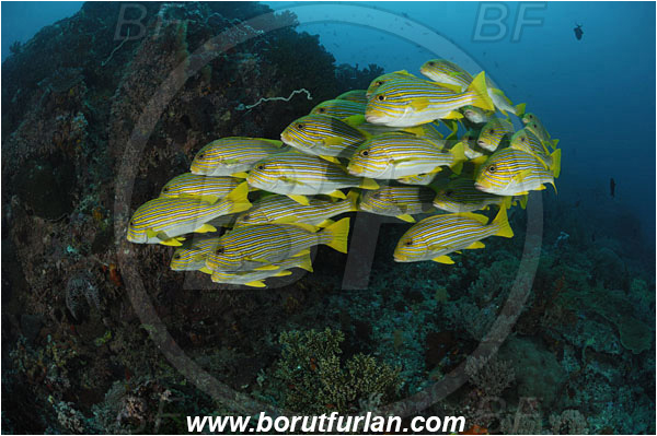 Komodo, Indonesia, Plectorhinchus polytaenia, Plectorhinchus, Haemulidae, Ribboned sweetlips, Yellow-ribbon sweetlips, Sweetlips, Fish, Fish school, Reef