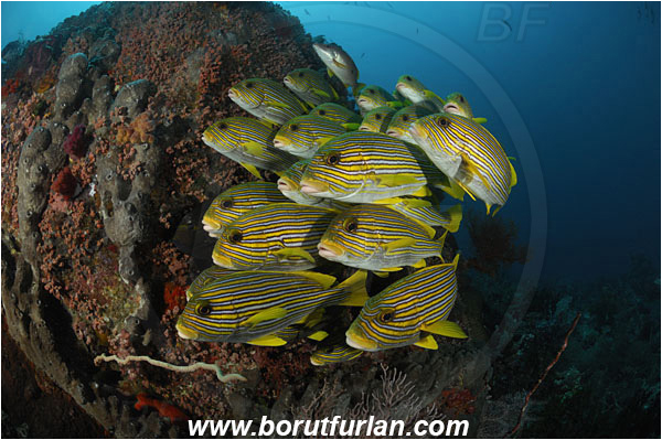 Komodo, Indonesia, Plectorhinchus polytaenia, Plectorhinchus, Haemulidae, Ribboned sweetlips, Yellow-ribbon sweetlips, Sweetlips, Fish, Fish school, Reef