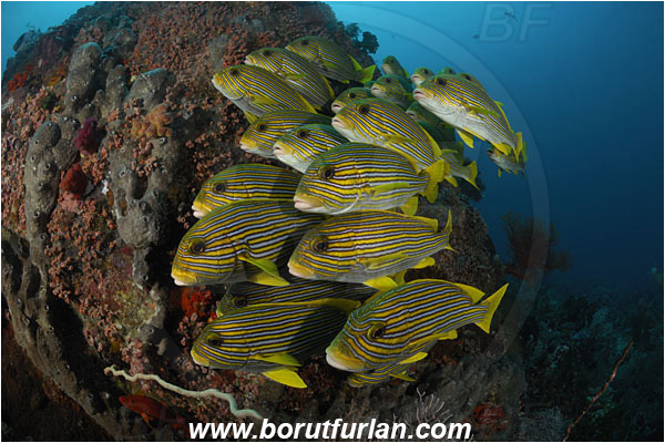 Komodo, Indonesia, Plectorhinchus polytaenia, Plectorhinchus, Haemulidae, Ribboned sweetlips, Yellow-ribbon sweetlips, Sweetlips, Fish, Fish school, Reef