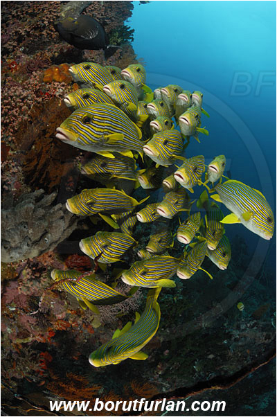 Komodo, Indonesia, Plectorhinchus polytaenia, Plectorhinchus, Haemulidae, Ribboned sweetlips, Yellow-ribbon sweetlips, Sweetlips, Fish, Fish school, Reef