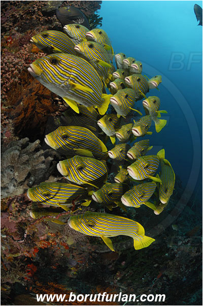 Komodo, Indonesia, Plectorhinchus polytaenia, Plectorhinchus, Haemulidae, Ribboned sweetlips, Yellow-ribbon sweetlips, Sweetlips, Fish, Fish school, Reef