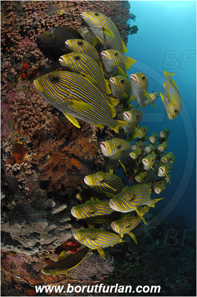 Komodo, Indonesia, Plectorhinchus polytaenia, Plectorhinchus, Haemulidae, Ribboned sweetlips, Yellow-ribbon sweetlips, Sweetlips, Fish, Fish school, Reef