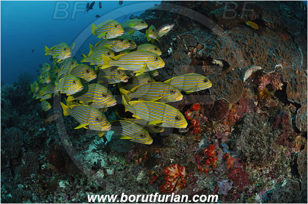 Komodo, Indonesia, Plectorhinchus polytaenia, Plectorhinchus, Haemulidae, Ribboned sweetlips, Yellow-ribbon sweetlips, Sweetlips, Fish, Fish school, Reef