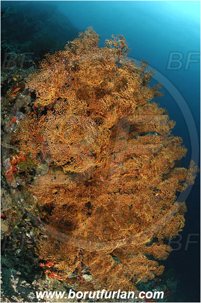 Komodo, Indonesia, Acabaria sp., Acabaria, Melithaeidae, Anthozoa, Sea fan, Coral, Cnidaria, Cnidarian, Reef