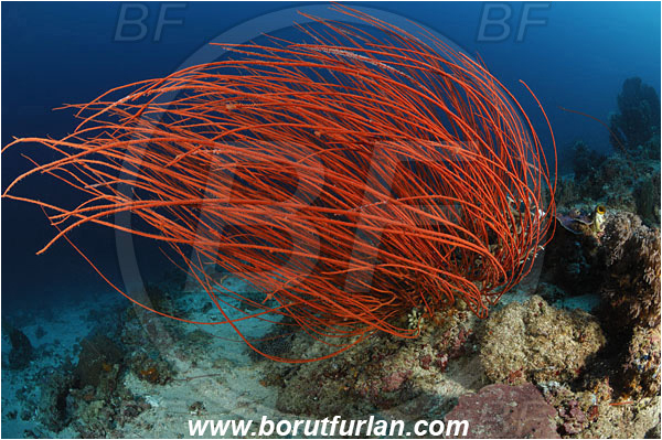 Komodo, Indonesia, Ellisella sp., Ellisella, Ellisellidae, Anthozoa, Cnidaria, Cnidarian, Sea whip, Whip coral, Coral, Reef