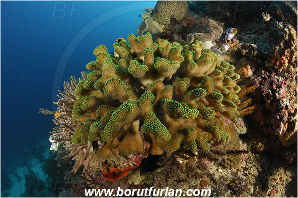 Komodo, Indonesia, Stylophora sp., Stylophora, Astrocoeniidae, Coral, Anthozoa, Cnidaria, Cnidarian, Reef