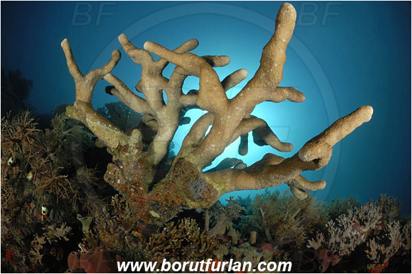 Komodo, Indonesia, Isopora palifera, Isopora, Acroporidae, Hard Coral, Coral, Anthozoa, Cnidaria, Cnidarian, Reef
