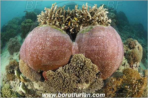 Komodo, Indonesia, Astreopora sp., Astreopora, Acroporidae, Coral, Anthozoa, Cnidaria, Cnidarian, Reef