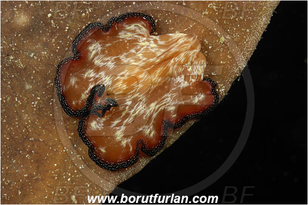 Komodo, Indonesia, Pseudobiceros fulgor, Pseudobiceros, Pseudocerotidae, Lightning Flatworm, Flatworm, Platyhelminthes