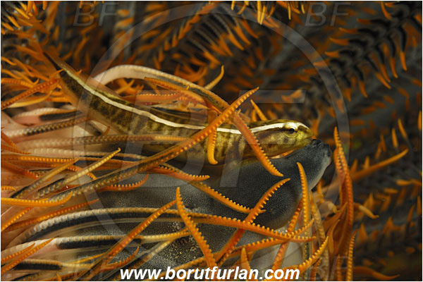 Komodo, Indonesia, Discotrema crinophilum, Discotrema, Gobiesocidae, Crionoid Clingfish, Clingfish, Fish