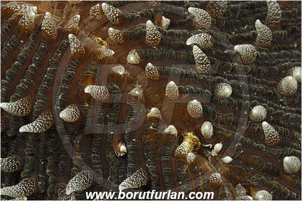Komodo, Indonesia, Fungia sp., Fungia, Fungiidae, Mushroom coral, Coral, Anthozoa, Cnidaria, Cnidarian, Abstract