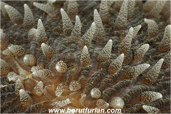 Komodo, Indonesia, Fungia sp., Fungia, Fungiidae, Mushroom coral, Coral, Anthozoa, Cnidaria, Cnidarian, Abstract