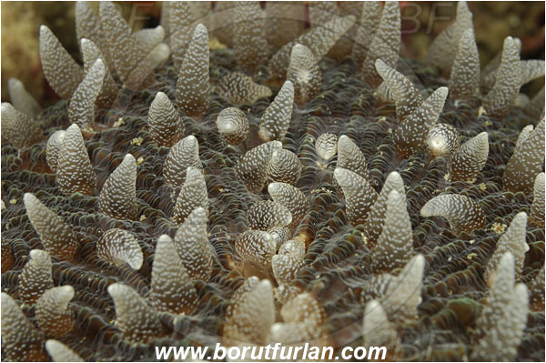 Komodo, Indonesia, Fungia sp., Fungia, Fungiidae, Mushroom coral, Coral, Anthozoa, Cnidaria, Cnidarian, Abstract