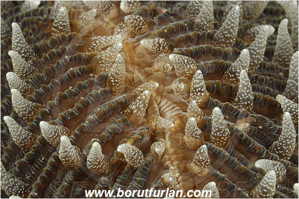 Komodo, Indonesia, Fungia sp., Fungia, Fungiidae, Mushroom coral, Coral, Anthozoa, Cnidaria, Cnidarian, Abstract