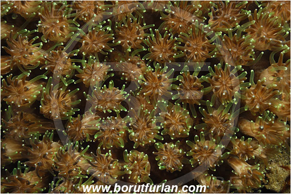 Komodo, Indonesia, Unidentified, Anthozoa, Cnidaria, Cnidarian, Porites Coral, Coral, Abstract