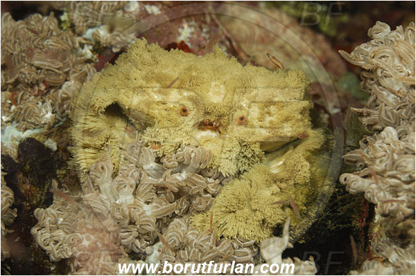 Komodo, Indonesia, Polydectus cupulifer, Polydectus sp., Xanthidae, Decapoda, Crustacea, Crustacean, Teddy-bear crab, Crab