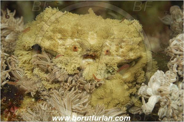 Komodo, Indonesia, Polydectus cupulifer, Polydectus sp., Xanthidae, Decapoda, Crustacea, Crustacean, Teddy-bear crab, Crab