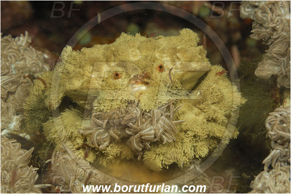 Komodo, Indonesia, Polydectus cupulifer, Polydectus sp., Xanthidae, Decapoda, Crustacea, Crustacean, Teddy-bear crab, Crab