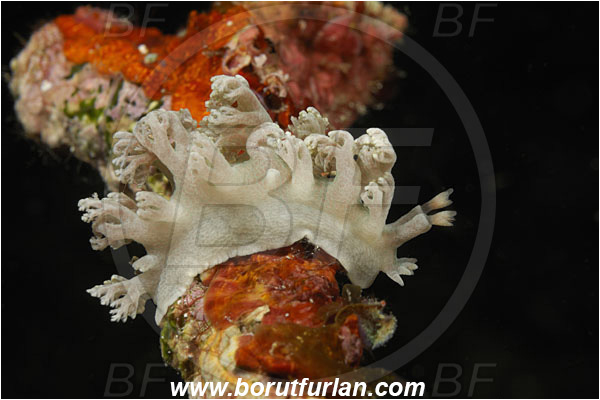 Komodo, Indonesia, Marionia distincta, Marionia, Tritoniidae, Nudibranch, Sea slug, Gastropoda, Mollusca, Mollusc