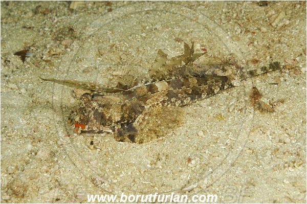 Rinja, Komodo, Indonesia, Dactylopus kuiteri, Dactylopus, Callionymidae, Orange & Black Dragonet, Dragonet, Fish
