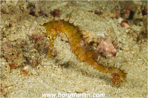 Rinja, Komodo, Indonesia, Hippocampus histrix, Hippocampus, Syngnathidae, Spiny Seahorse, Thorny Seahorse, Seahorse, Fish