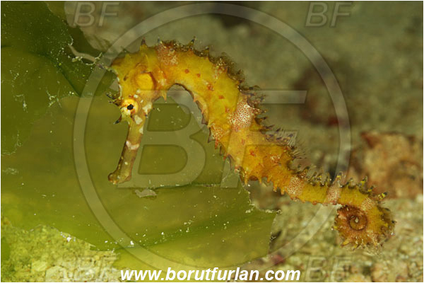 Rinja, Komodo, Indonesia, Hippocampus histrix, Hippocampus, Syngnathidae, Spiny Seahorse, Thorny Seahorse, Seahorse, Fish