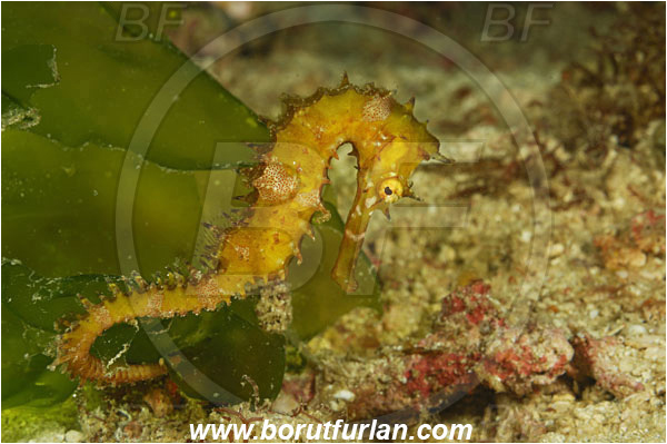 Rinja, Komodo, Indonesia, Hippocampus histrix, Hippocampus, Syngnathidae, Spiny Seahorse, Thorny Seahorse, Seahorse, Fish