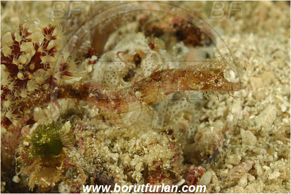 Rinja, Komodo, Indonesia, Acentronura breviperula, Acentronura, Syngnathidae, Shortpouch Pygmy Pipehorse, Pipehorse, Fish