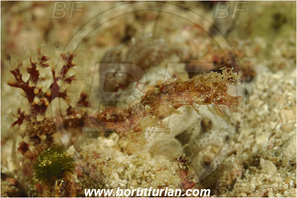 Rinja, Komodo, Indonesia, Acentronura breviperula, Acentronura, Syngnathidae, Shortpouch Pygmy Pipehorse, Pipehorse, Fish