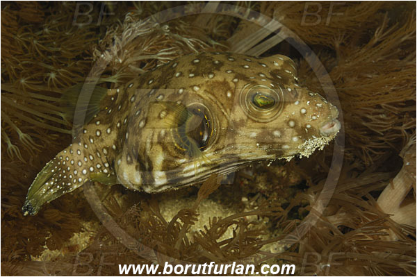 Rinja, Komodo, Indonesia, Arothron hispidus, Arothron, Tetraodontidae, White-Spotted Puffer, Puffer, Fish, Reef