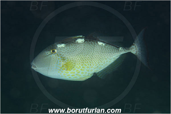 Rinja, Komodo, Indonesia, Abalistes stellaris, Abalistes sp., Balistidae, Starry Triggerfish, Triggerfish, Fish