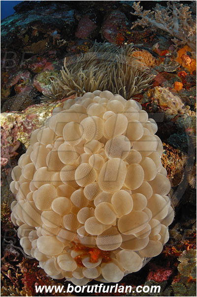 Pura, Alor, Indonesia, Plerogyra sinuosa, Plerogyra, Scleractinia, Bubble coral, Coral, Cnidaria, Cnidarian, Reef