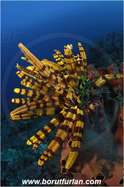 Pura, Alor, Indonesia, Pontiometra sp., Pontiometra, Colobometridae, Feather star, Crinoidea, Echinoderm, Echinodermata, Reef