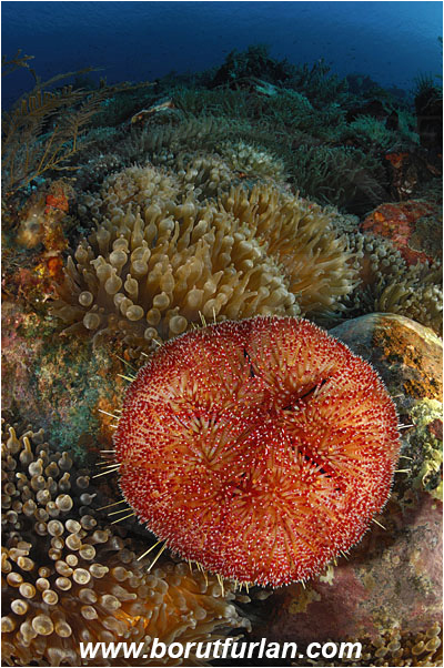 Pura, Alor, Indonesia, Asthenosoma sp., Asthenosoma, Echinothuriidae, Fire Sea Urchin, Sea Urchin, Echinoidea, Echinodermata, Echinoderm, Reef