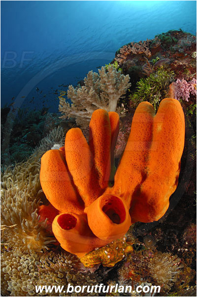 Pura, Alor, Indonesia, Orange sponge, Sponge, Haliclonidae, Porifera, Reef, Unidentified