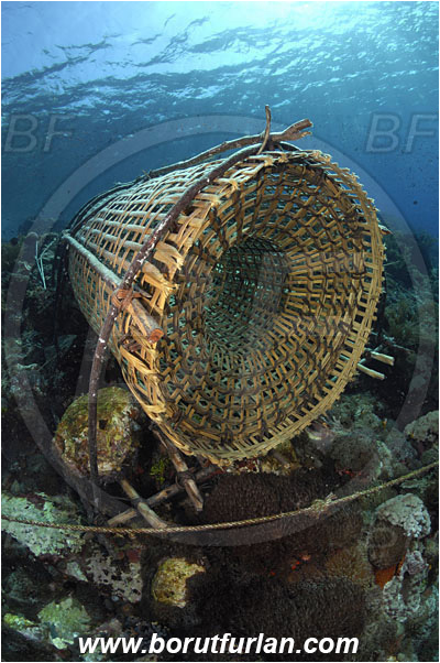 Pura, Alor, Indonesia, Fish trap, Reef