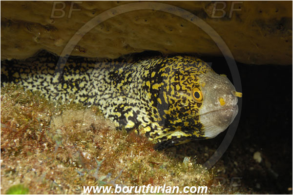 Pura, Alor, Indonesia, Echidna nebulosa, Echidna, Muraenidae, Snowflake Moray Eel, Moray, Fish, Portrait