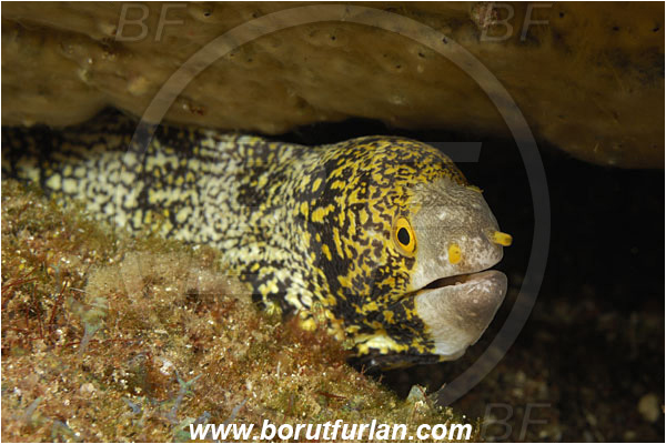 Pura, Alor, Indonesia, Echidna nebulosa, Echidna, Muraenidae, Snowflake Moray Eel, Moray, Fish, Portrait