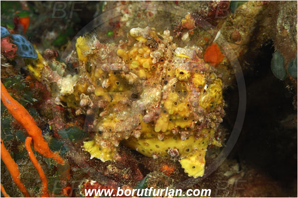 Pura, Alor, Indonesia, Antennarius maculatus, Antennarius, Antennariidae, Warty frogfish, Frogfish, Fish