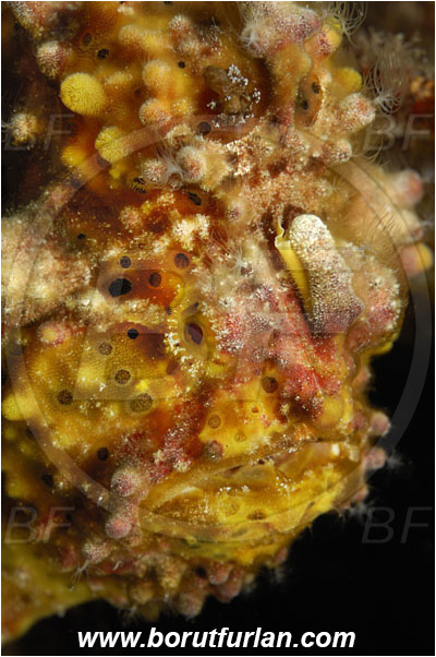 Pura, Alor, Indonesia, Antennarius maculatus, Antennarius, Antennariidae, Warty frogfish, Frogfish, Fish, Portrait
