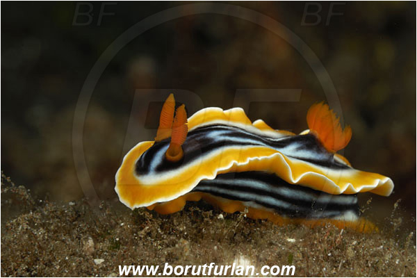 Pura, Alor, Indonesia, Chromodoris magnifica, Chromodoris, Chromodorididae, Magnificent chromodoris, Nudibranch, Sea slug, Gastropoda, Mollusca, Mollusc