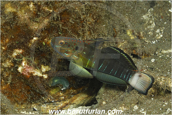Pura, Alor, Indonesia, Amblygobius phalaena, Amblygobius, Gobiidae, Whitebarred Goby, Goby, Fish