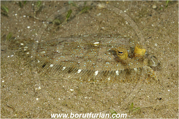 Pura, Alor, Indonesia, Bothus pantherinus, Bothus, Bothidae, Leopard Flounder, Flounder, Fish