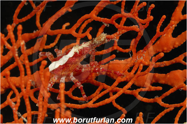 Pantar, Alor, Indonesia, Xenocarcinus conicus, Xenocarcinus, Epialtidae, Decapoda, Conic Spider Crab, Crab, Crustacea, Crustacean