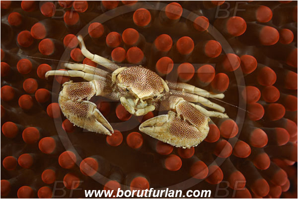 Pantar, Alor, Indonesia, Neopetrolisthes maculatus, Neopetrolisthes, Porcellanidae, Decapoda, Porcelain Crab, Crab, Crustacea, Crustacean