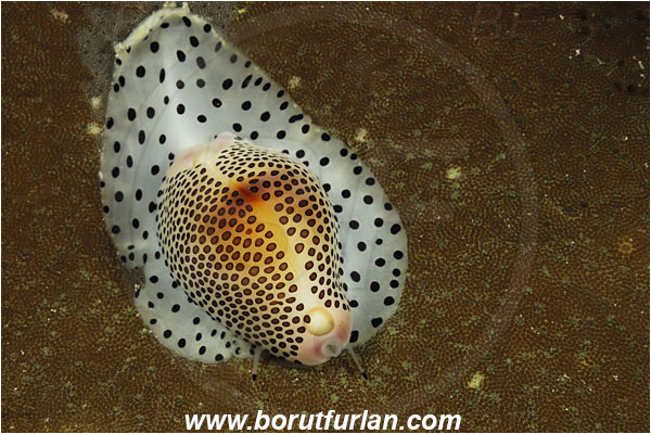 Pantar, Alor, Indonesia, Calpurnus verrucosus, Calpurnus, Ovulidae, Cowry, Sea snail, Gastropoda, Mollusca, Mollusc