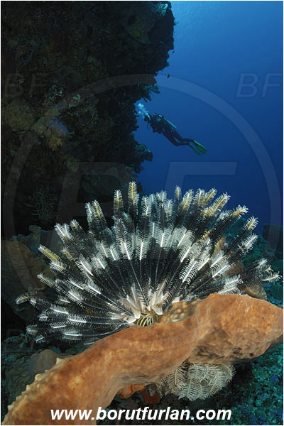 Pura, Alor, Indonesia, Crinoid, Crinoidea, Feather star, Echinodermata, Echinoderm, Reef, Wall, Diver