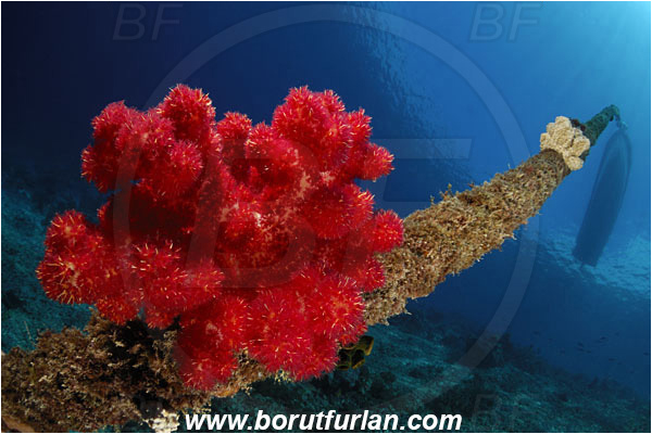 Pantar, Alor, Indonesia, Dendronephthya sp., Dendronephthya, Nephtheidae, Soft coral, Coral, Anthozoa, Cnidaria, Cnidarian, Reef, Rope, Boat