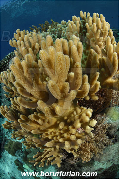 Pantar, Alor, Indonesia, Sinularia sp., Sinularia, Alcyoniidae, Digitate leather coral, Leather coral, Coral, Cnidaria, Cnidarian, Reef